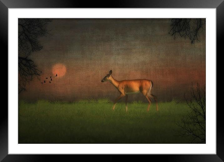 Wildlife At Sunset Framed Mounted Print by Tom York