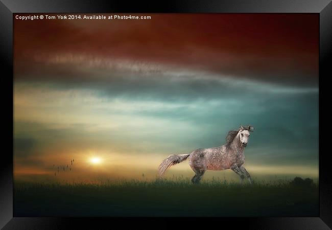 Stallion In The Sunset Framed Print by Tom York