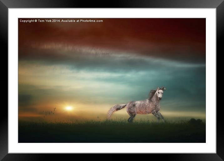 Stallion In The Sunset Framed Mounted Print by Tom York