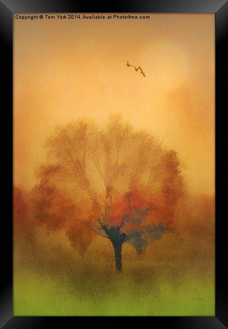 The Painted Tree Framed Print by Tom York