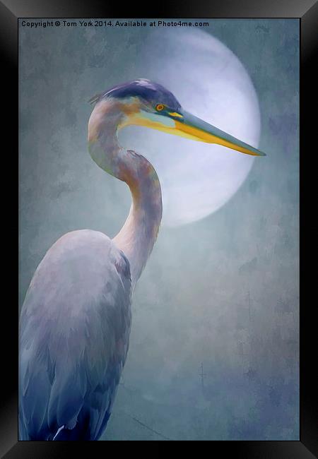 Portrait Of A Heron Framed Print by Tom York