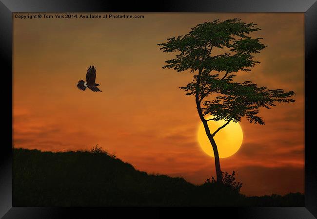 A Hawk In The Sunset Framed Print by Tom York