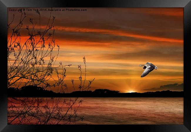 Wild Goose In Flight Framed Print by Tom York