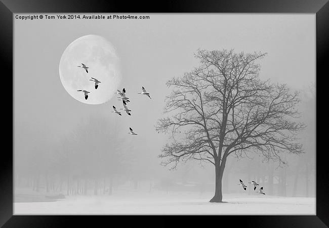 Snow Geese In The Snow Framed Print by Tom York