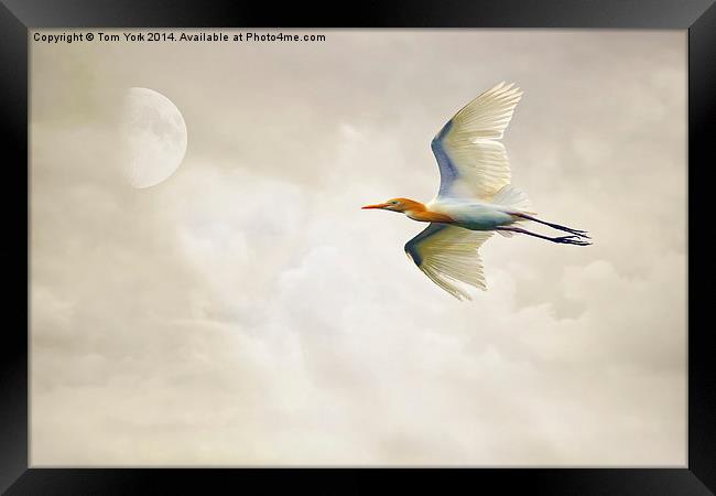 Egret In The Sky Framed Print by Tom York
