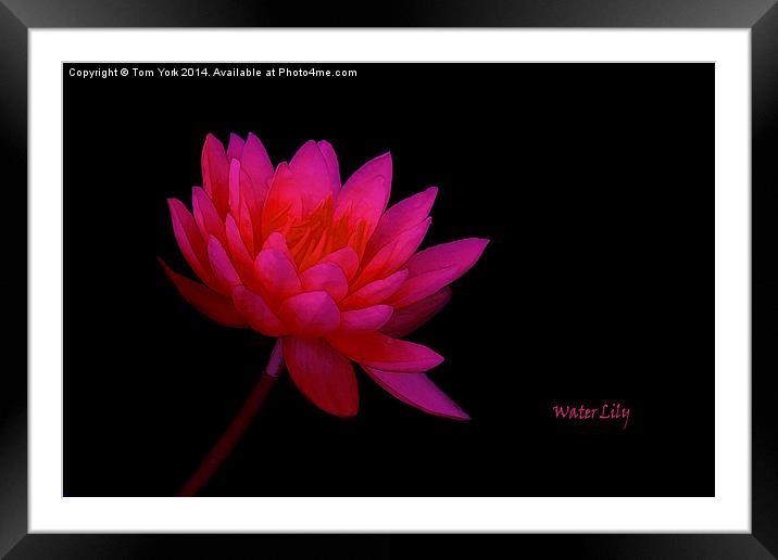 Water Lily Framed Mounted Print by Tom York