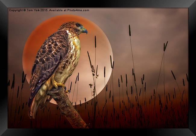 Red Tail Hawk At Rest Framed Print by Tom York