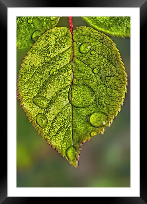 Raindrops On A Leaf Framed Mounted Print by Tom York