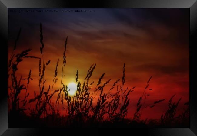 Nocturnal Sunset Framed Print by Tom York