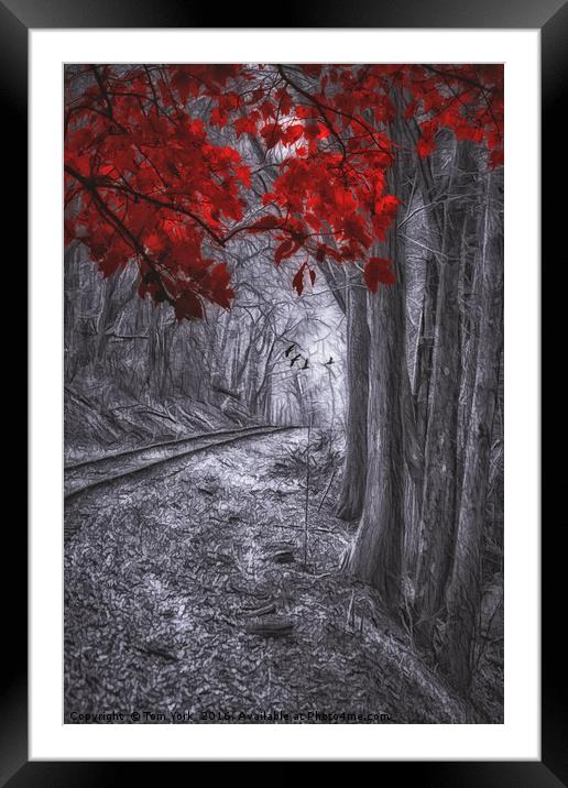 Tracks Through The Forest Framed Mounted Print by Tom York