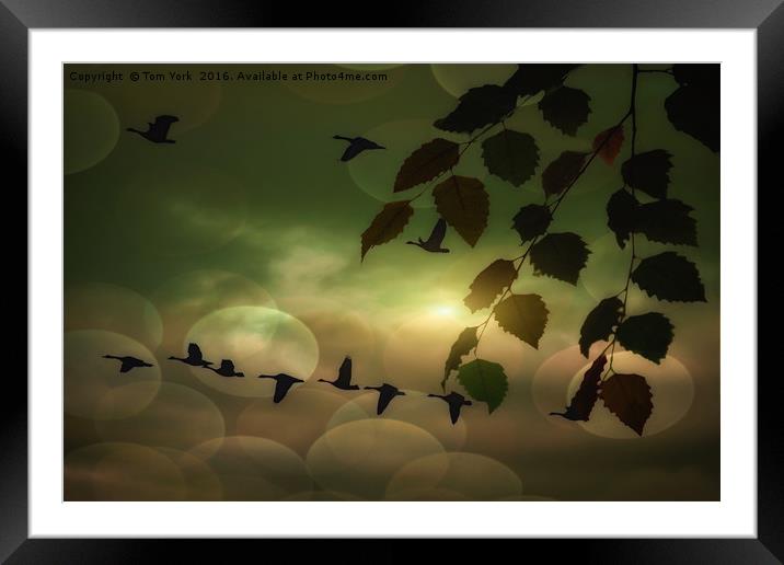 Geese In The Clouds Framed Mounted Print by Tom York
