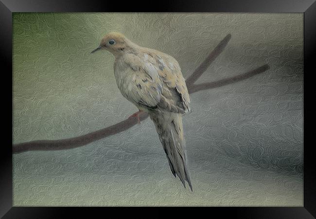 A Mourning Dove Framed Print by Tom York