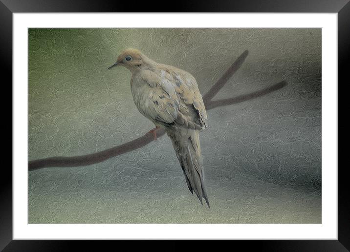 A Mourning Dove Framed Mounted Print by Tom York
