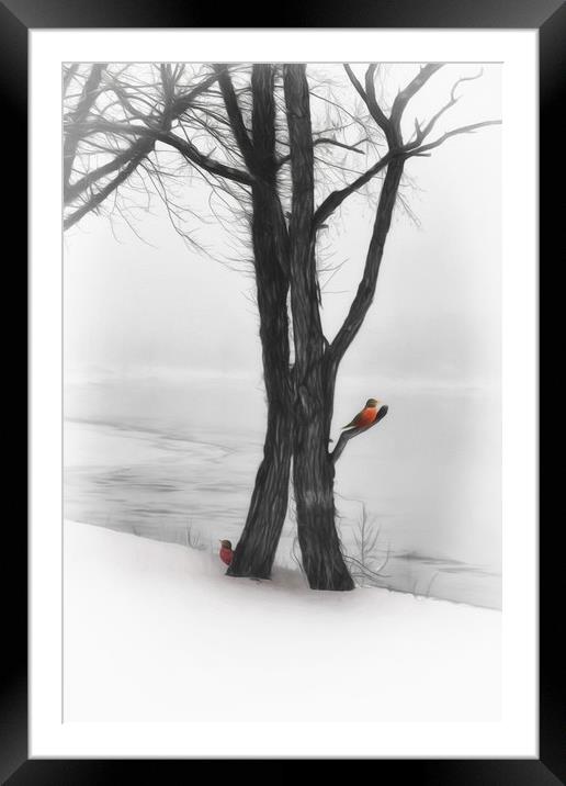 Robins In Winter Framed Mounted Print by Tom York