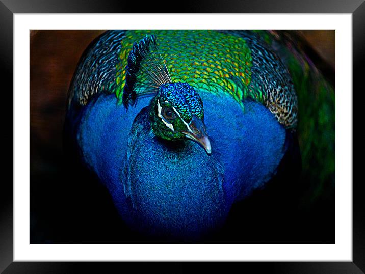 Up close with a peacock Framed Mounted Print by Ashley Allen