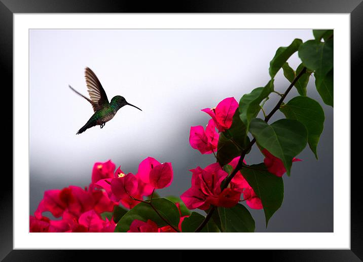 Hummingbird Framed Mounted Print by Ashley Allen