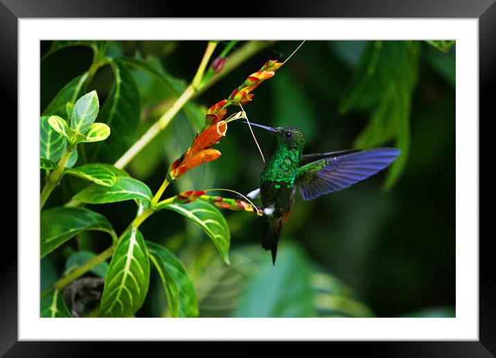 The Beautiful Copper rumped Hummingbird Framed Mounted Print by Ashley Allen