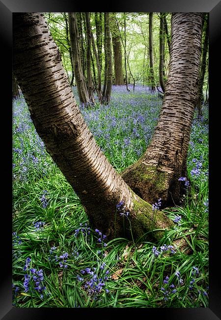 Bluebell Wood, Harpenden Framed Print by Andrew Scoggins