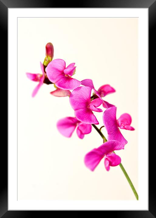 Wild Sweet Pea Flower Framed Mounted Print by Simon Litchfield
