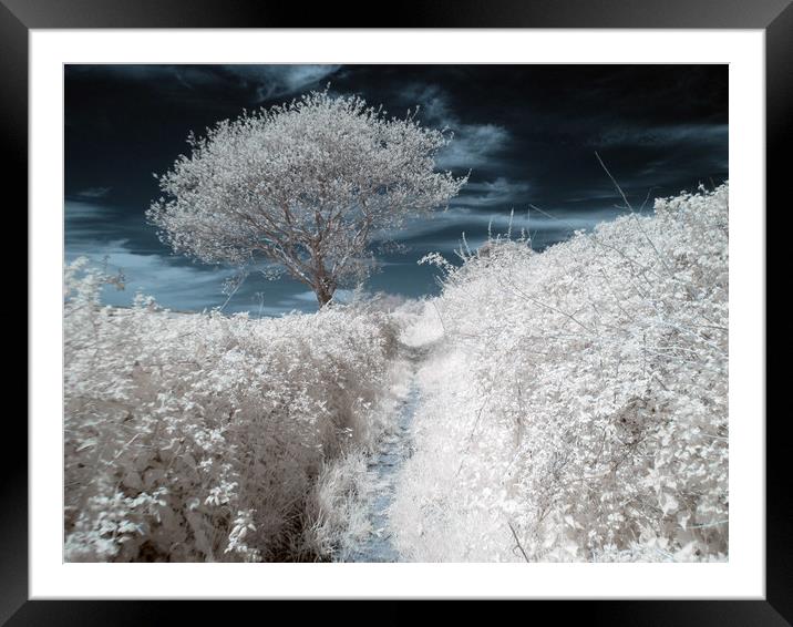 Cold, Bright Framed Mounted Print by Dave Livsey