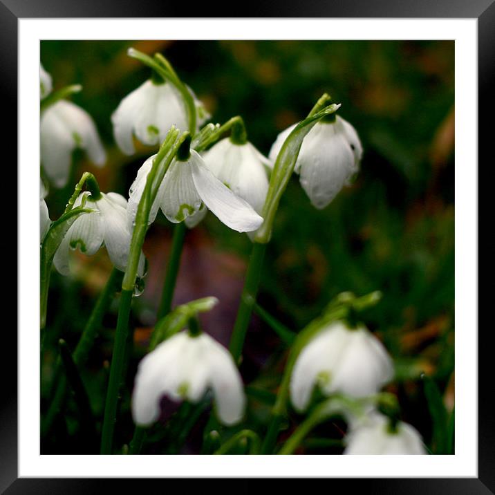 Snowdrops Framed Mounted Print by Dave Livsey