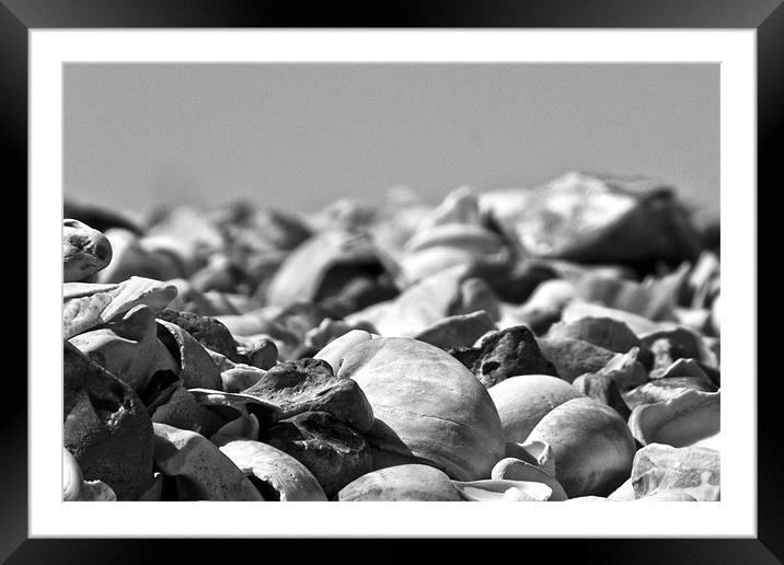 Sea Shells Framed Mounted Print by John Basford