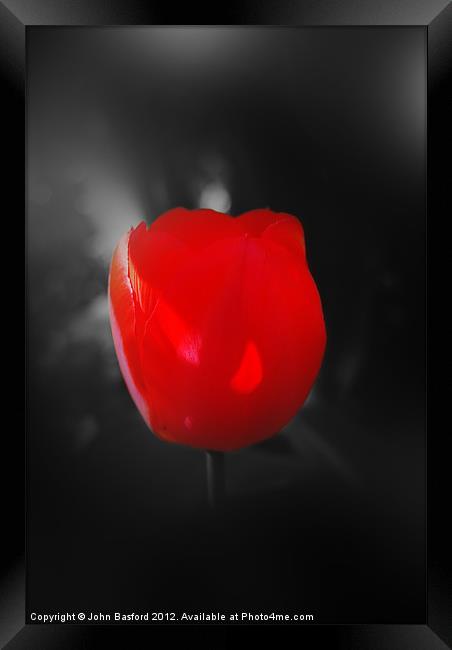 Red Tulip Framed Print by John Basford