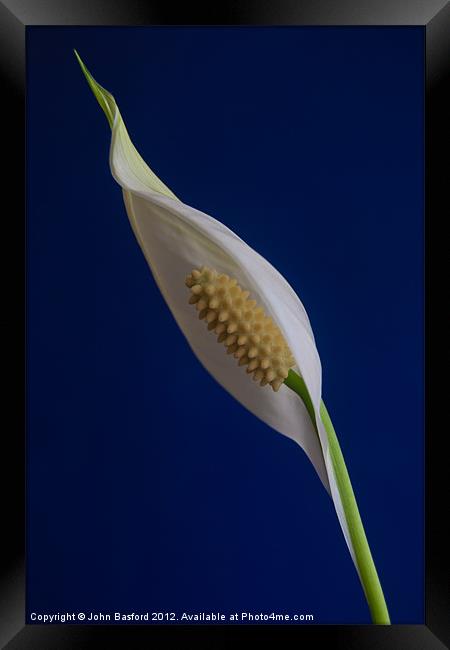 Peace Lily in Bloom Framed Print by John Basford