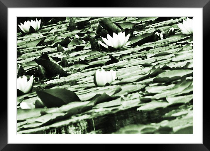 Water Lily Framed Mounted Print by John Basford