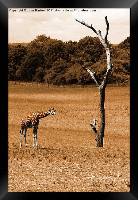 Giraffe 2 Framed Print by John Basford
