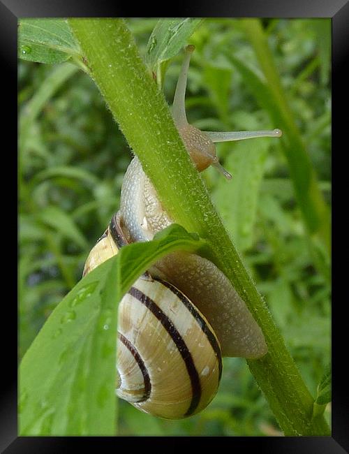 Stripey Snail Framed Print by Hannah Scriven