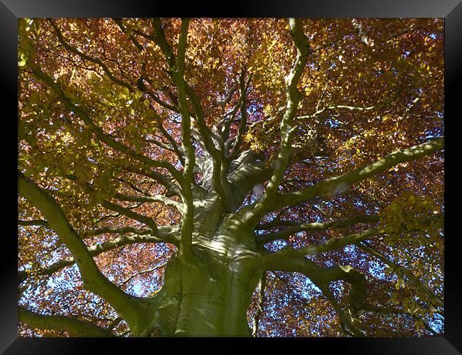 Copper Beech Framed Print by Hannah Scriven