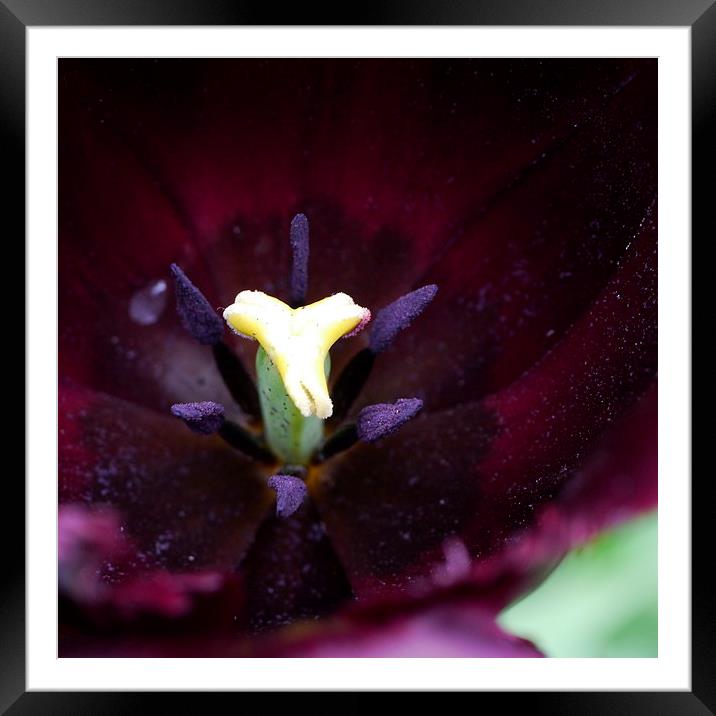 Purple Tulip Framed Mounted Print by Hannah Scriven