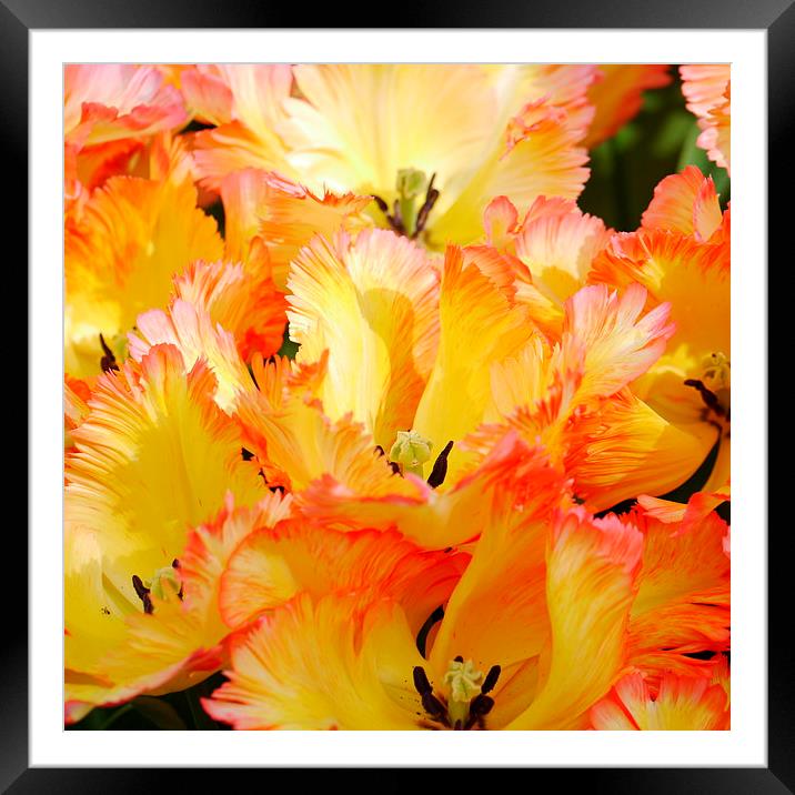 Firey Tulip Framed Mounted Print by Hannah Scriven