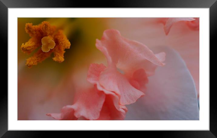 Pink Daffodil Framed Mounted Print by Hannah Scriven