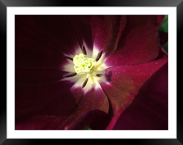 Wine Ice Tulip Framed Mounted Print by Hannah Scriven