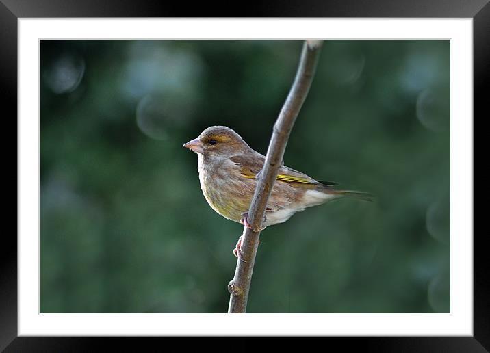 Greenfinch Framed Mounted Print by Darrin Collett