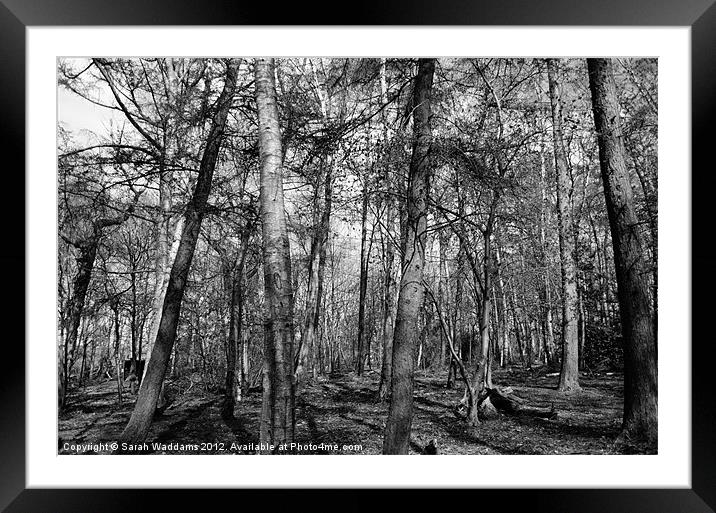 Woodland Black and White Framed Mounted Print by Sarah Waddams