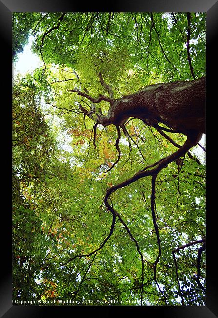 Looking Up In The Trees Framed Print by Sarah Waddams