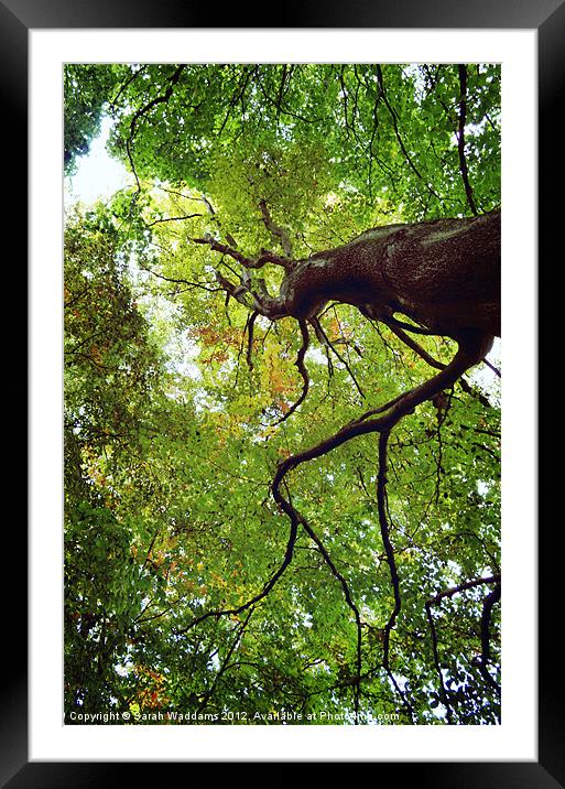 Looking Up In The Trees Framed Mounted Print by Sarah Waddams