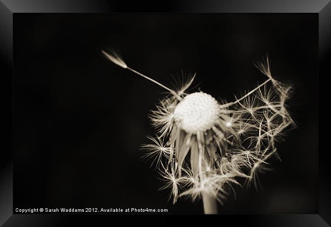 Black and white dandelion Framed Print by Sarah Waddams