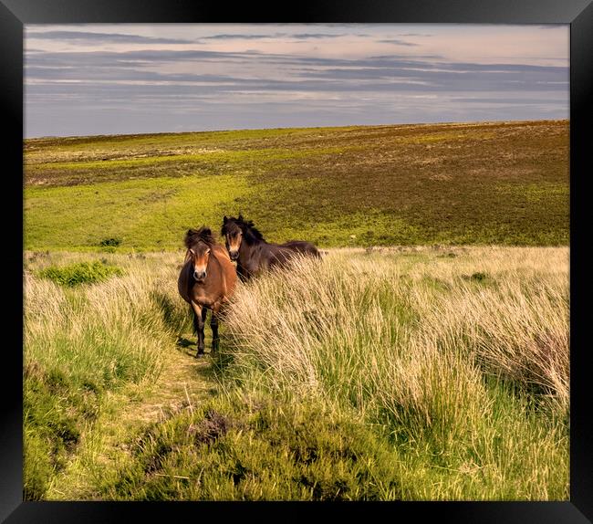 A Pair of Exmoor Ponies Framed Print by Geoff Storey