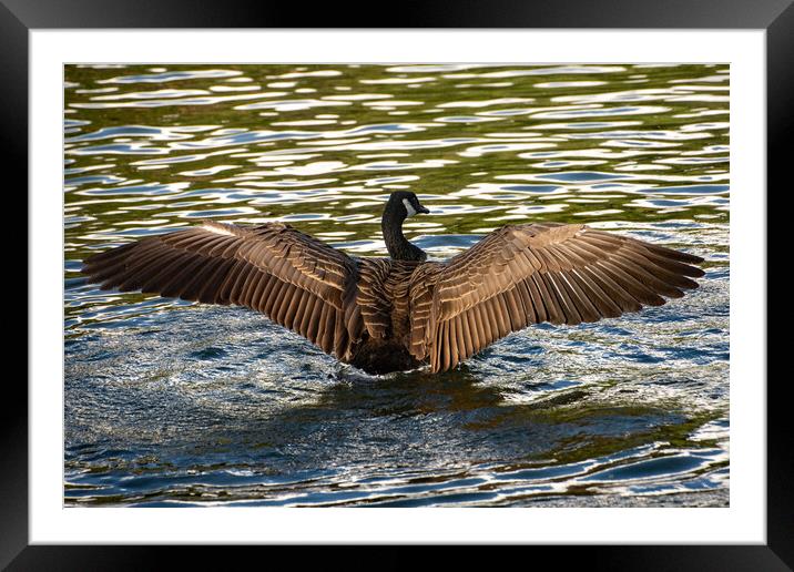 Canada Goose spreading its wings Framed Mounted Print by Geoff Storey