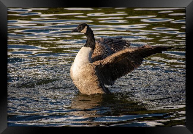 Canada Goose Framed Print by Geoff Storey