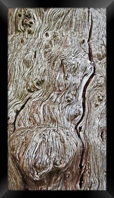 Yew Bark Framed Print by Geoff Storey