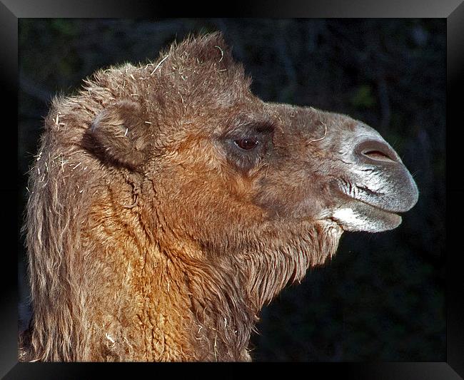 Bactrian Camel Framed Print by Geoff Storey