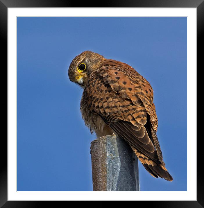 Male Kestrel Framed Mounted Print by Geoff Storey