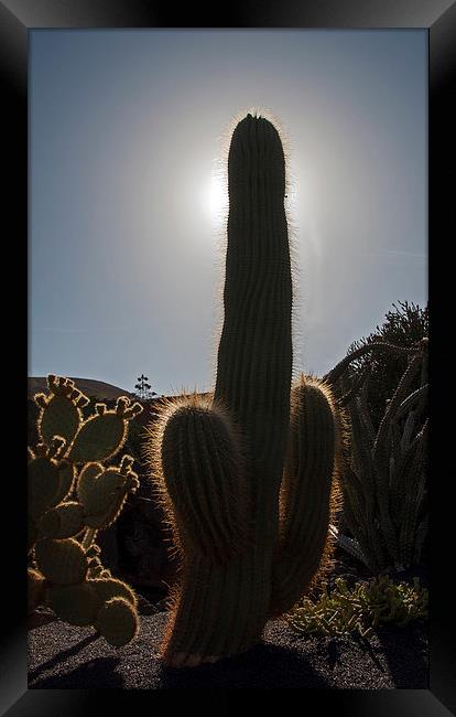 Cactus Framed Print by Geoff Storey