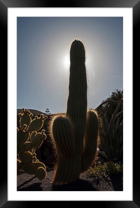 Cactus Framed Mounted Print by Geoff Storey