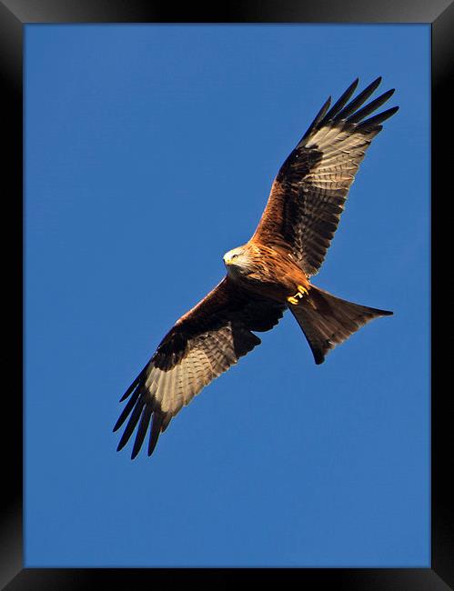 Red Kite over Berkshire Framed Print by Geoff Storey